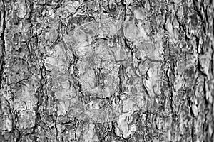 Background, texture pine bark