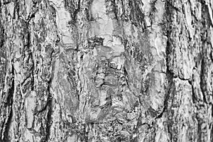 Background, texture pine bark