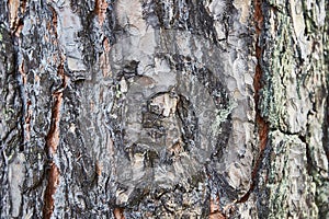 Background, texture pine bark