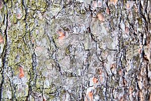 Background, texture pine bark