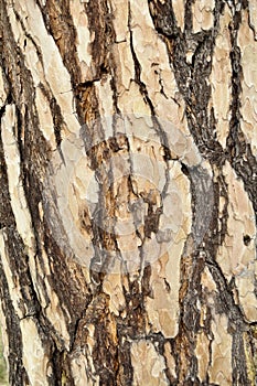 Background texture pine bark