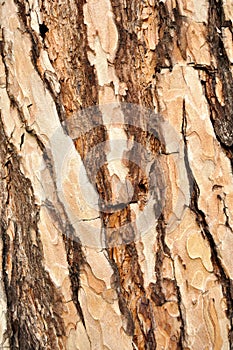Background texture pine bark