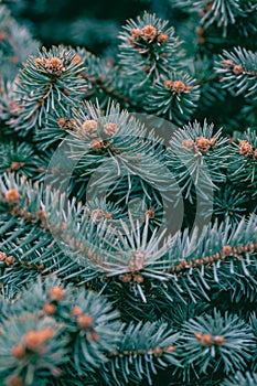 Background texture pine branches with young cones