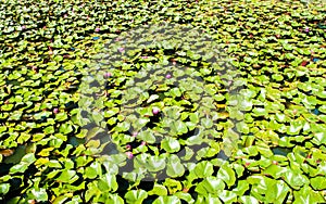 Background texture - Pink water lilies with green lily pads in a murky pond photo