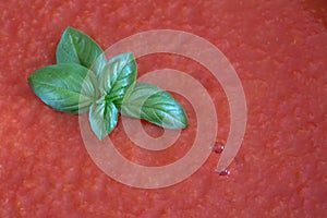 Background and texture of red fresh tomato sauce topped with a small bunch of basil. There is space for text