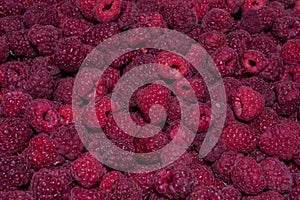 Background-texture of red overripe raspberry Rubus idaeus. Ripe raspberry in close-up. Soft selective focus