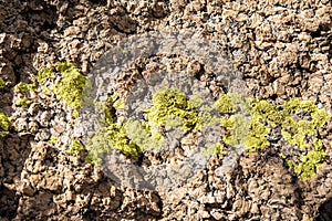 Background texture rock stone with moss