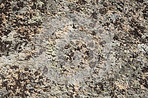 Background texture rock stone with moss