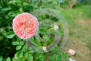 Background, texture, rose bush with blooming flower close-up, green grass out of focus copy space