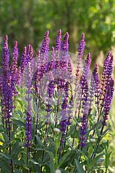 Background or Texture of Salvia nemorosa `Caradonna` Balkan Clary in a Country Cottage Garden in a romantic rustic style