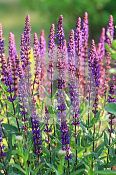 Background or Texture of Salvia nemorosa `Caradonna` Balkan Clary in a Country Cottage Garden in a romantic rustic style