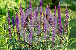 Background or Texture of Salvia nemorosa `Caradonna` Balkan Clary in a Country Cottage Garden in a romantic rustic style