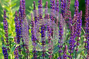 Background or Texture of Salvia nemorosa `Caradonna` Balkan Clary in a Country Cottage Garden in a romantic rustic style