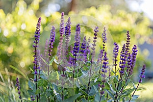 Background or Texture of Salvia nemorosa `Caradonna` Balkan Clary in a Country Cottage Garden in a romantic rustic style