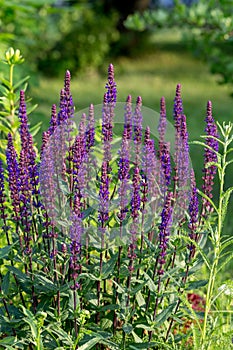 Background or Texture of Salvia nemorosa 'Caradonna' Balkan Clary in a Country Cottage Garden in a romantic rustic style