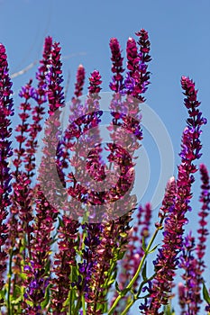 Background or Texture of Salvia nemorosa Caradonna Balkan Clary in a Country Cottage Garden in a romantic rustic style