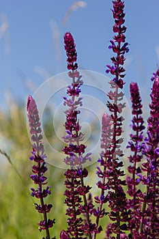 Background or Texture of Salvia nemorosa Caradonna Balkan Clary in a Country Cottage Garden in a romantic rustic style