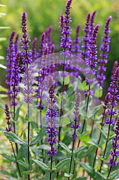 Background or Texture of Salvia nemorosa `Caradonna` Balkan Clary , Nepeta fassenii `Six Hills Giant`, snapdragon