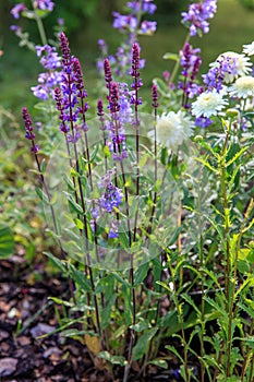 Background or Texture of Salvia nemorosa `Caradonna` Balkan Clary , Nepeta fassenii `Six Hills Giant`, snapdragon