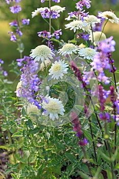 Background or Texture of Salvia nemorosa `Caradonna` Balkan Clary , Nepeta fassenii `Six Hills Giant`, snapdragon