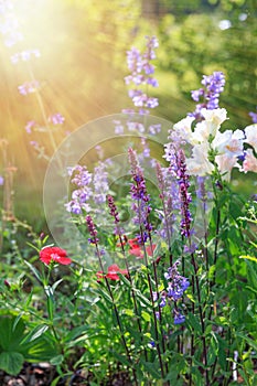 Background or Texture of Salvia nemorosa `Caradonna` Balkan Clary , Nepeta fassenii `Six Hills Giant`, snapdragon