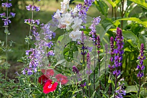 Background or Texture of Salvia nemorosa `Caradonna` Balkan Clary , Nepeta fassenii `Six Hills Giant`, snapdragon