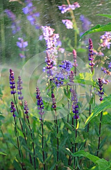 Background or Texture of Salvia nemorosa `Caradonna` Balkan Clary on a summer day during the rain