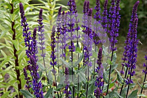 Background or Texture of Salvia nemorosa `Caradonna` in a Country Cottage Garden in a romantic rustic style.