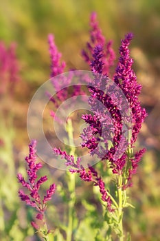 Background or Texture of Salvia nemorosa 'Schwellenburg' in a Country Cottage Garden in a romantic rustic style