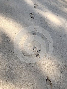 Background, texture of sand, footprints in the sand