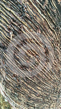 Background of texture of a sap tree trunk that has been incised.