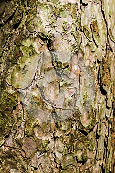 Background texture of scots pine bark in Springtime