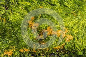 Background, texture of sea stone covered with algae and mollusks.