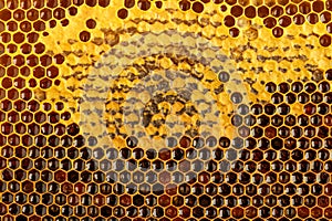 Background texture of a section of wax honeycomb from a bee hive filled with golden honey . Beekeeping concept