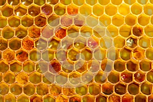 Background texture of a section of wax honeycomb from a bee hive filled with golden honey. Beekeeping concept