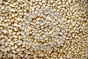 Background texture of shelled pine nuts