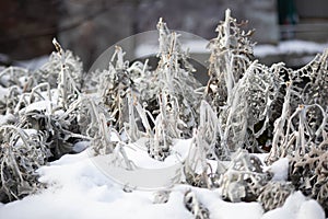 Background and texture of silver moss in the snow. Macro. plants dried flowers winter