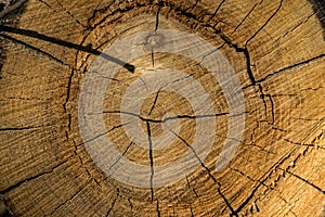 Background,texture,slice of tree trunk