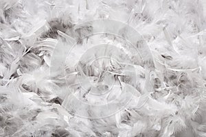 Background texture of soft white down feathers