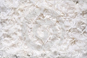 Background texture of soft white feathes
