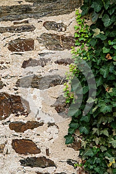 Background Texture of Stone Wall and Ivy