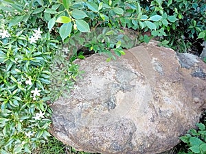 Background texture stones plant leaves green