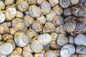 Background or texture. The stuffed snails. French food. Products. Delicacy. A dish for gourmets. Market.