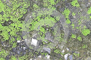 Background texture: the surface of old concrete slab covered with moss or algae