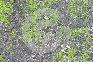 Background texture: the surface of old concrete slab covered with moss or algae