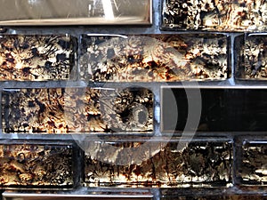 Background, texture tile wall bronze-colored, multi-colored, mosaic