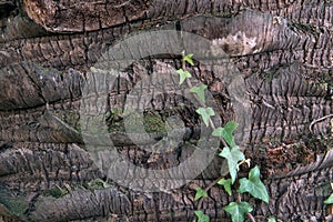 Background texture of tree bark  with green Ivies