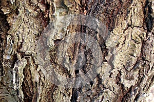 Background texture tree, tree bark