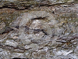 Background texture of tree bark pine