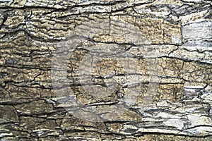 Background texture of tree bark. Skin the bark of a tree that traces cracking